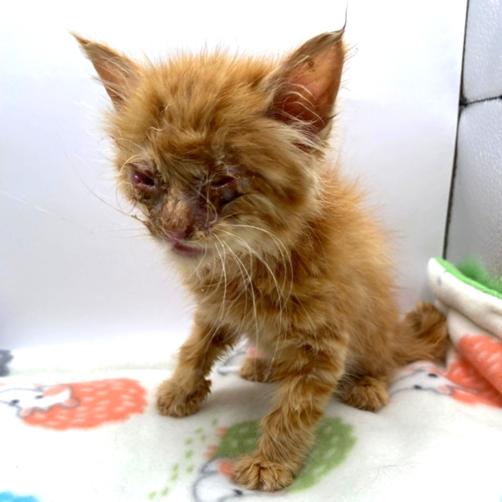 Meet Sully newest Foster kitten